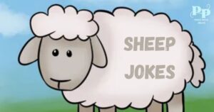 Sheep Jokes
