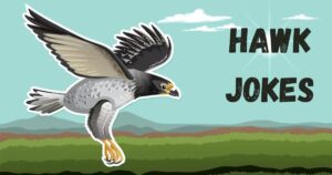 Hawk Jokes