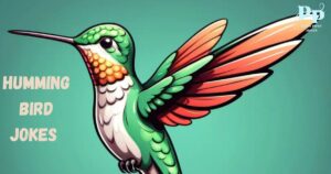 Hummingbird Jokes