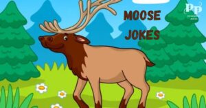 Moose Jokes